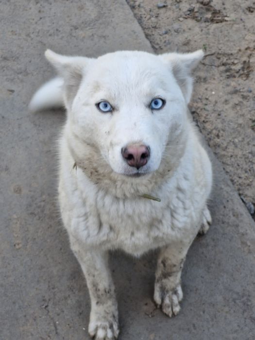 Сибирский Хаски Белый