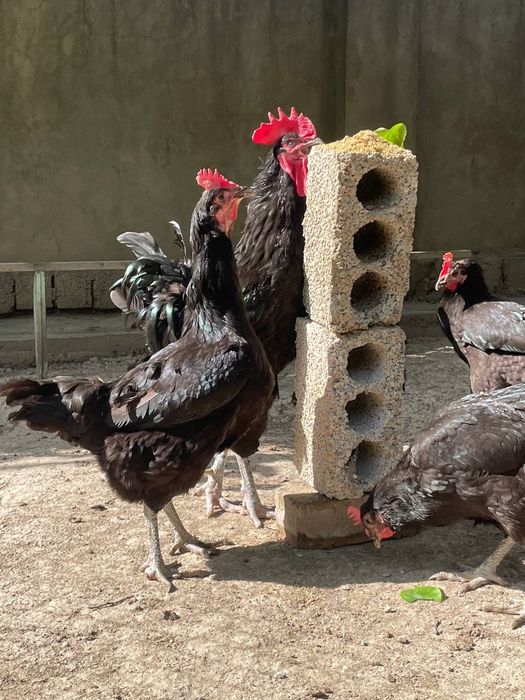 1 Oylik Gigat Qora Shahzoda zotli jojalar sotiladi