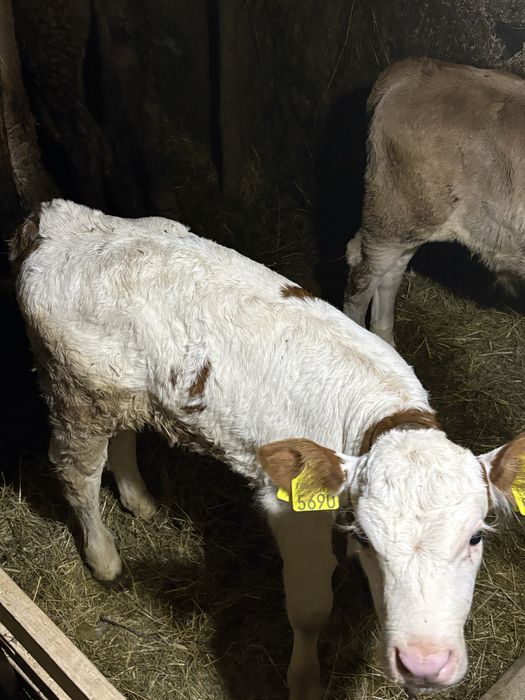 Vand doi vitei de 3 si 4 saptamani