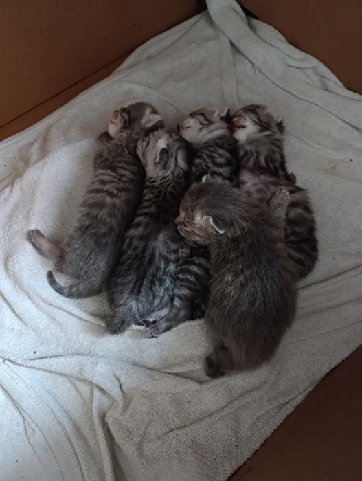 породистые котята