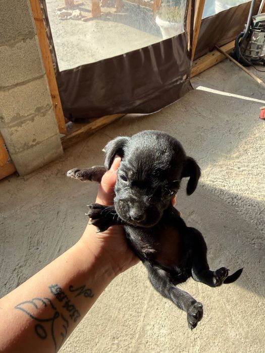 Породисти кученца пинчери