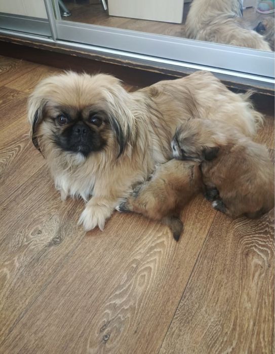 Продадим щенка пекинеса