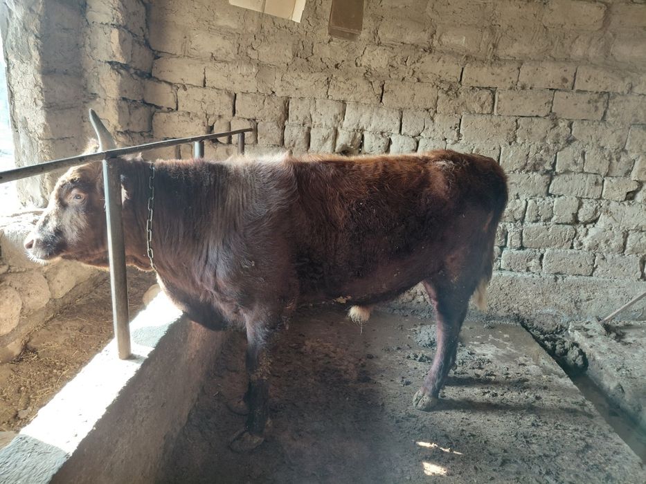 Бука бык домашний