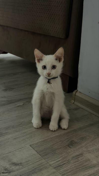 Котенок ищет дом