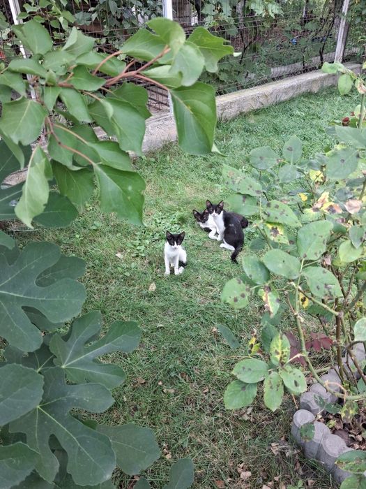 Caut stăpân pentru o familie de pisicute ,mama si 3 pisoi,alb cu negru