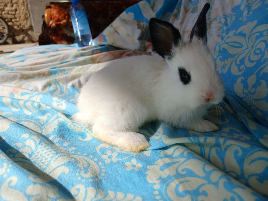 Quyon bolalari sotiladi