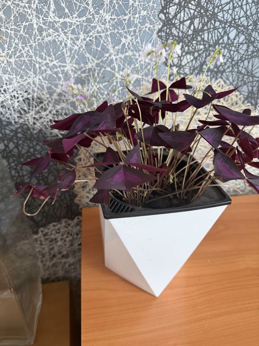 Кислица , Оксалис , Oxalis 4000