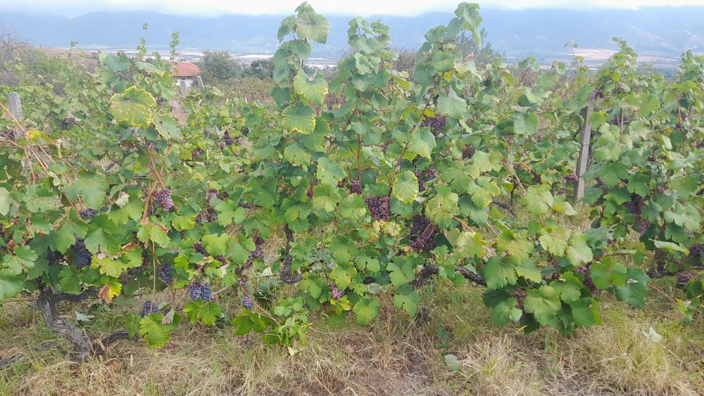 Резитба на овошки лозя асми и др. 2лв по договаряне