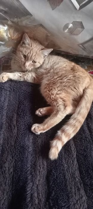 Mushuk kimga kerak hadya qilamiz