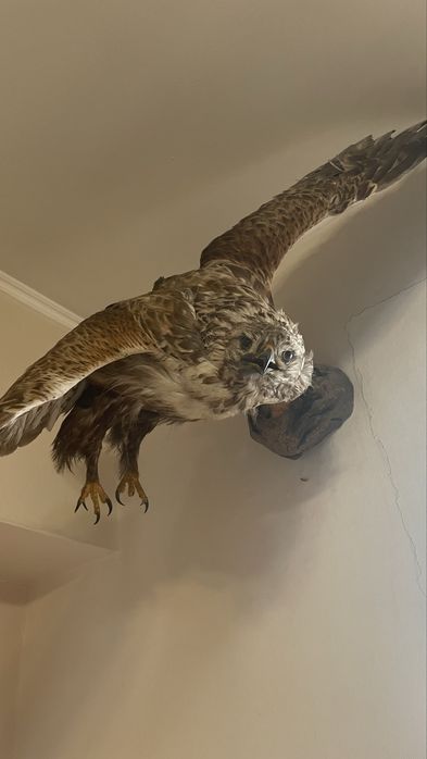 Ястреб декоративный