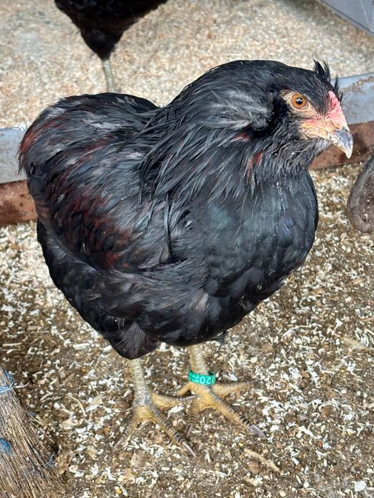 De vanzare cocosi Araucana iulie 2025.