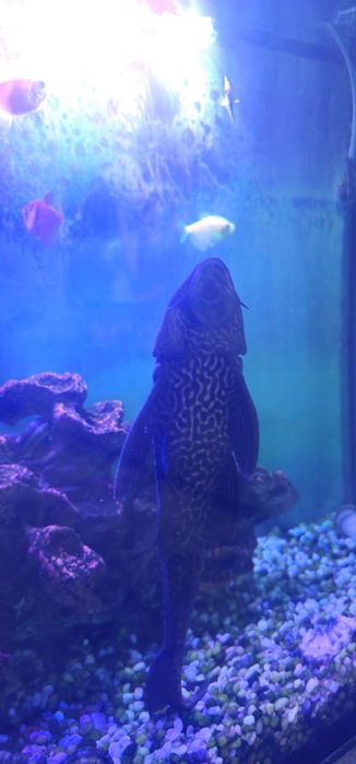 Продам аквариум с рыбами