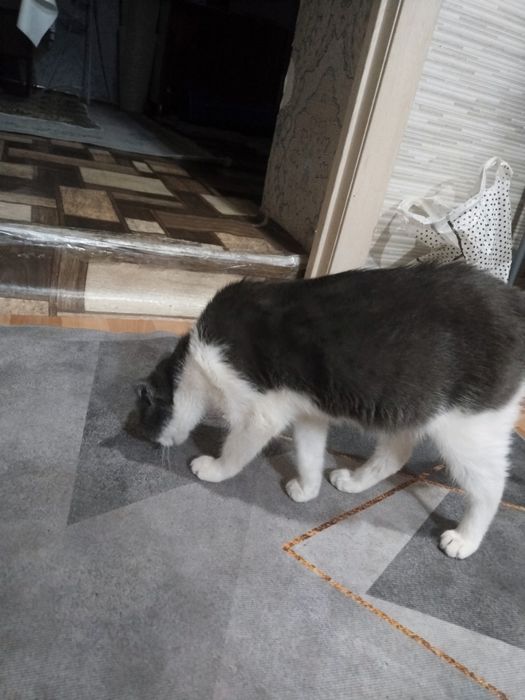 Кошка молодая красивая