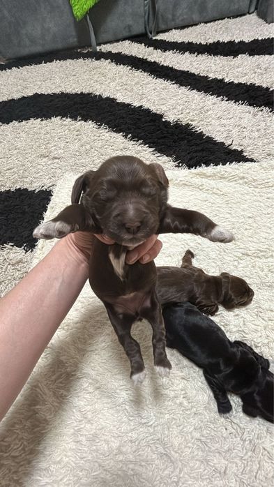 Щенки Спинниеля(Русский охотничий спаниель)