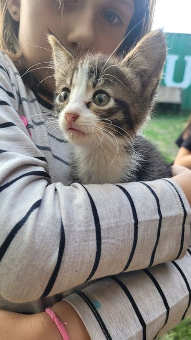 Ищу дом милым котятам