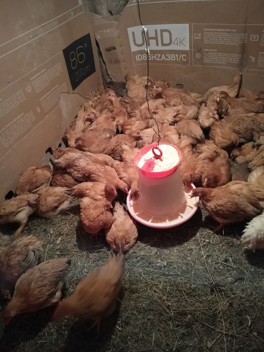 Vand puicute rasa mixta Kabir