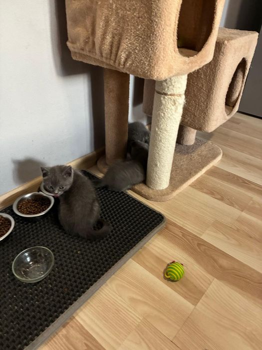 Vanz pui  british shorthair