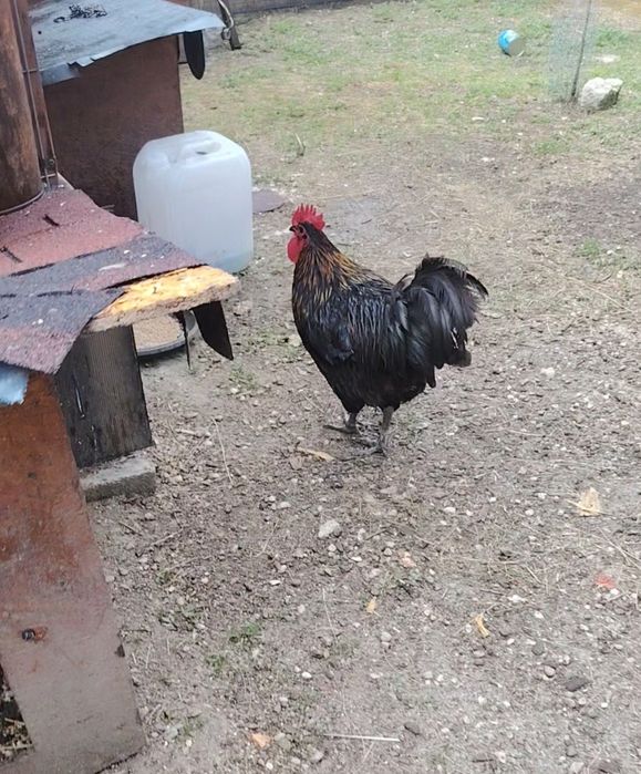 Cocos Australorp.
