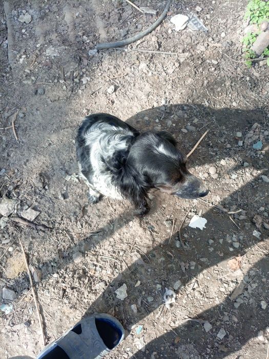 Щенки спонеэля бесплатно