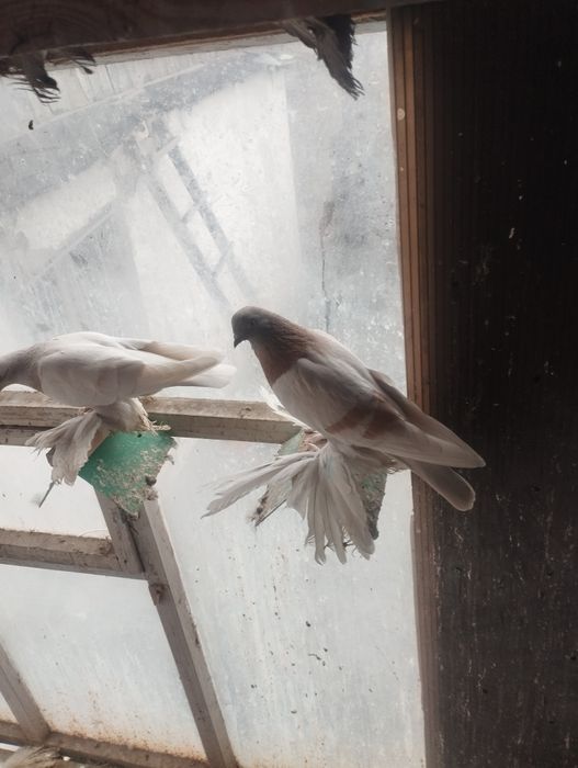 Голуби на продажу