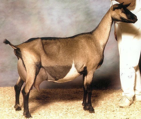 Capra Alpina Franceza