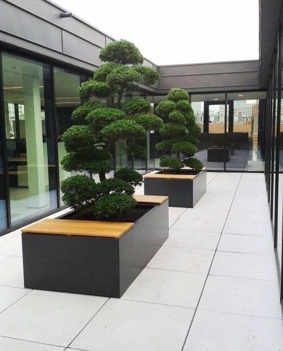 Bansay япон дарахти йасаб берамиз