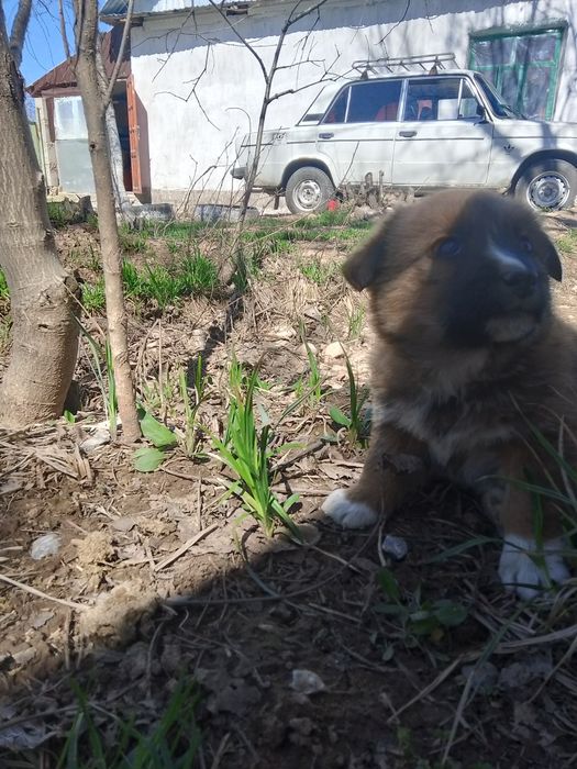 Күшіктер, щеноки