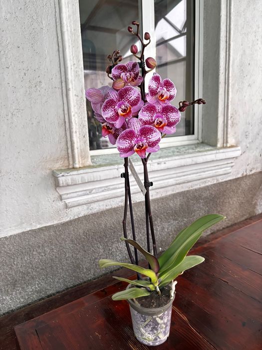 Фаленопсис орхидеи