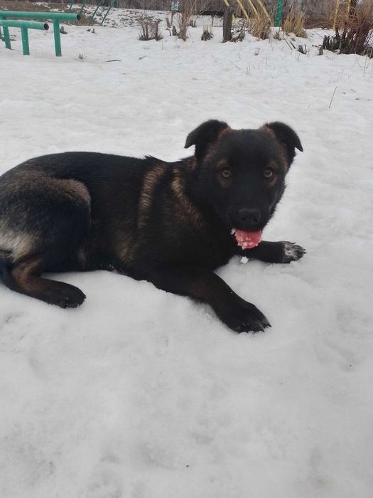 щенок в добрые руки