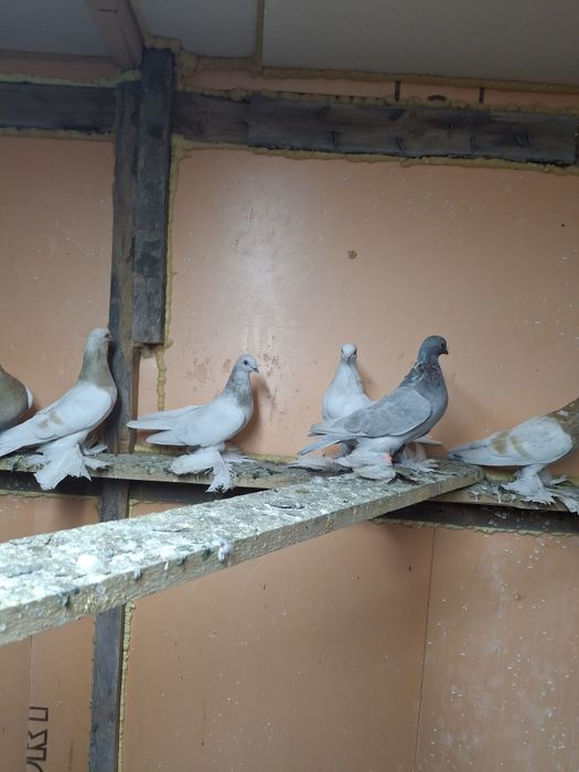 Продам голубей игра гребля тяга