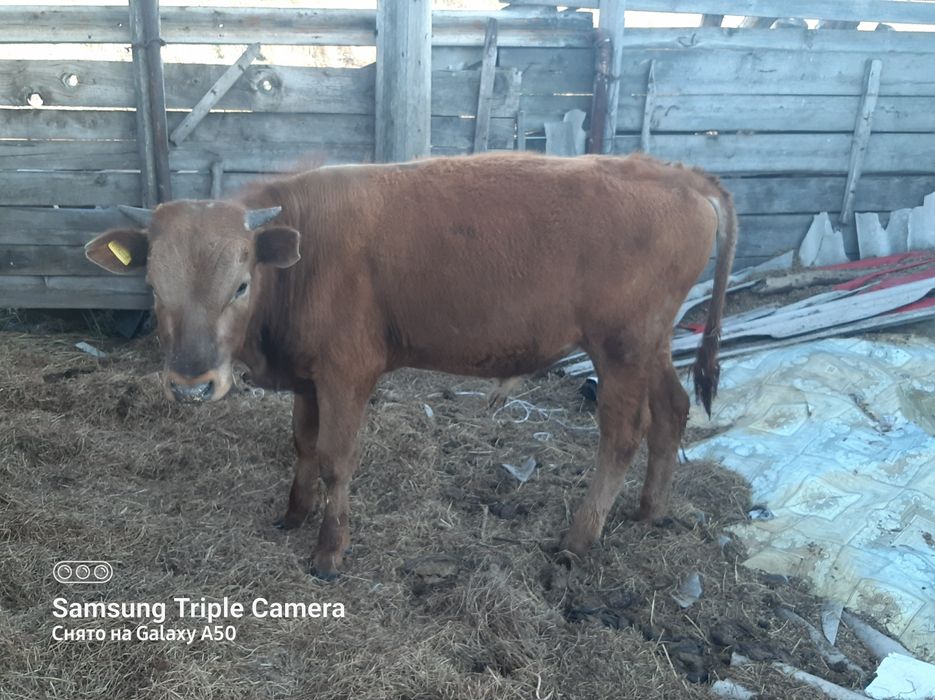Продам КРС молодняк
