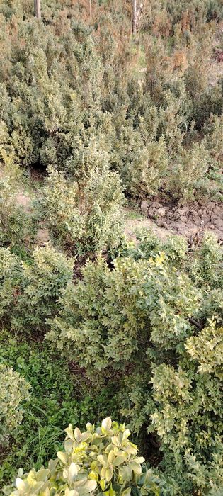 Шамшод кеучати сотилади