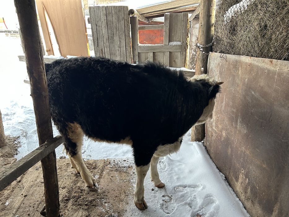 Торпак  Сатылады