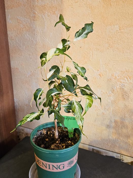 Продам комнатные растения