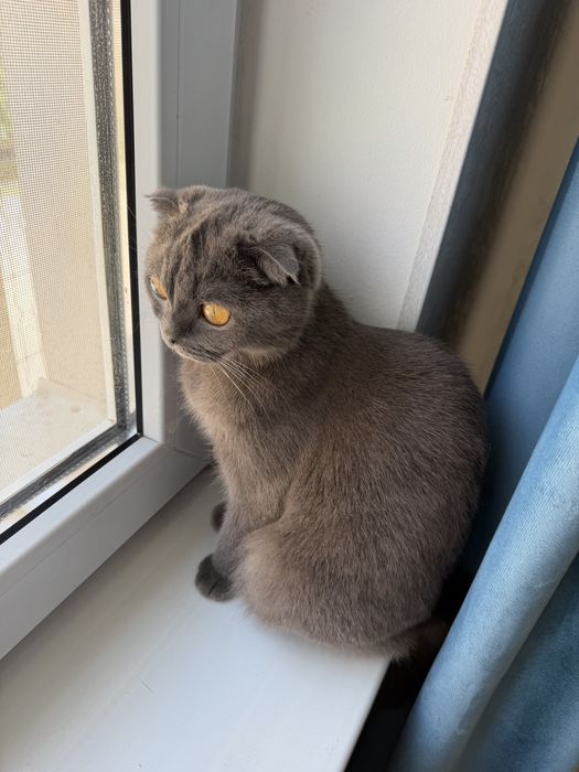 вислоухая кошка шотландка