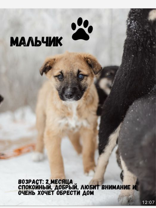 Щенятам срочно нужен дом