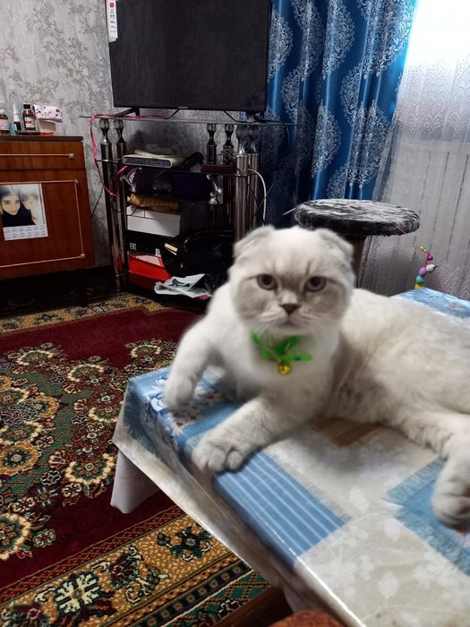 Зотдор мушук сотилади