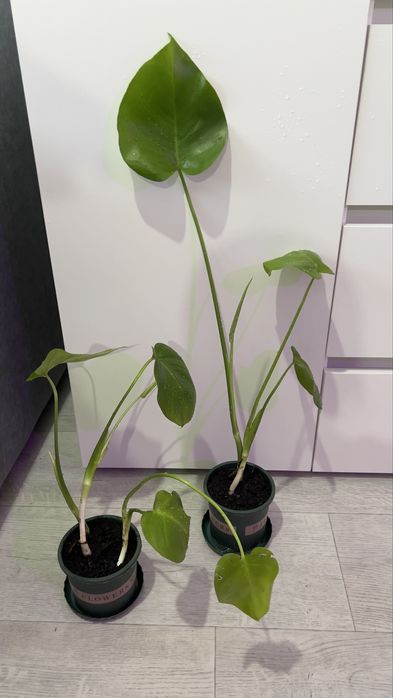 Монстера в продаже