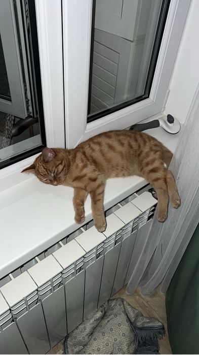 Котик 4 месяцев в добрые руки