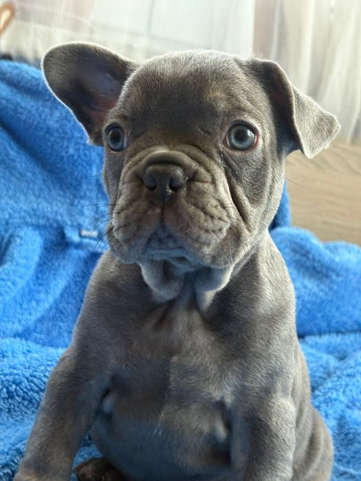 Френски булдог blu ten