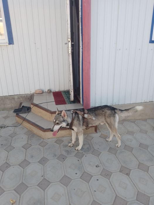 Отдам даром сабаку