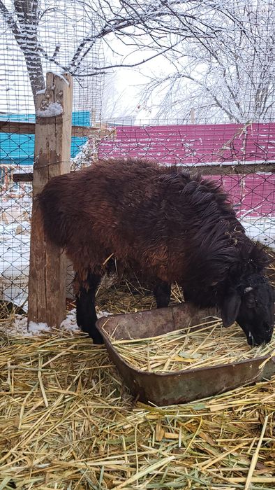 Кошкар мен теке сатылады