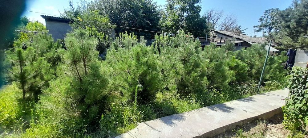 Крымская сосна, Крим Сасналари