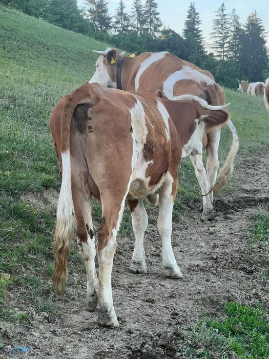 De vânzare juninca de 2 ani