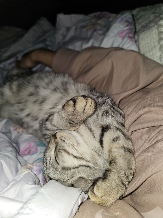 Передержка по одной кошке.