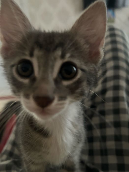 Котенки милашкии