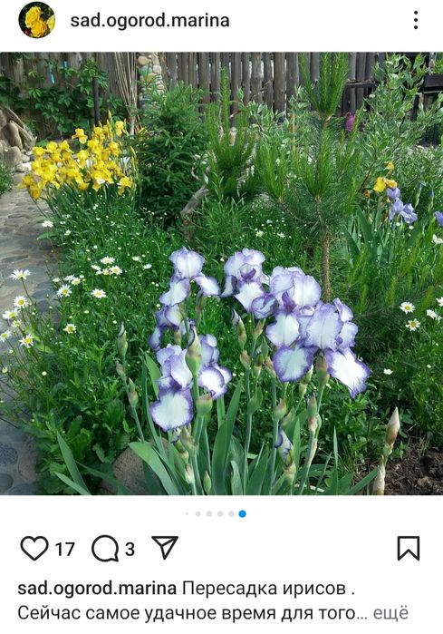 Продам цветы многолетние.