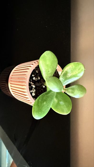 3D принтирана саксия с чинийка и  посадено  Дърво на живота (Crassula ovata)