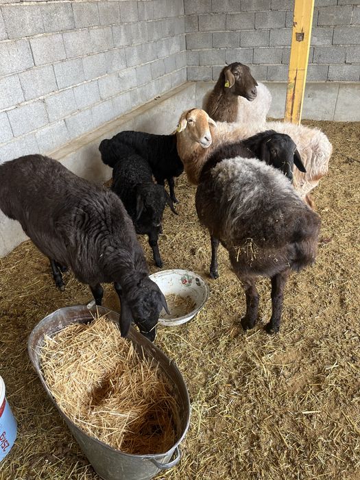 5 қой + 3 қозы сатылады | Келісімді