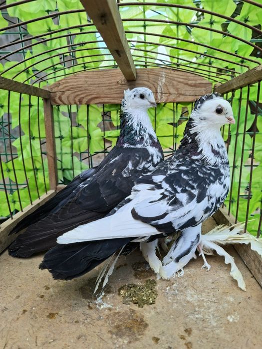 Голуби хорошые Сочи